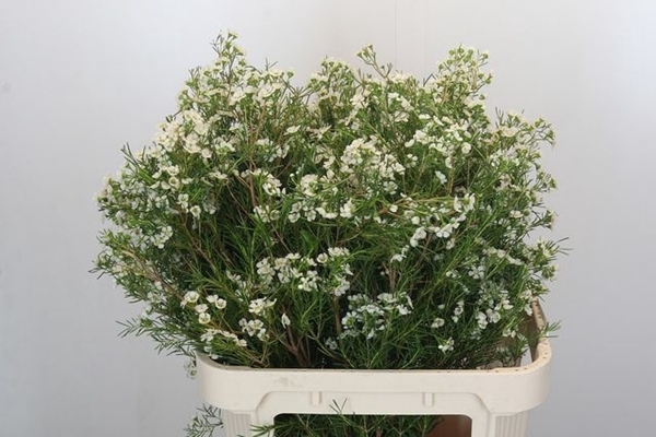 <h4>CHAME GRACE</h4>