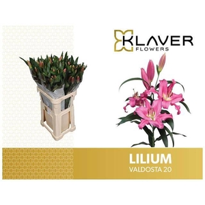 Li Or Valdosta 2+ Klaver Lily