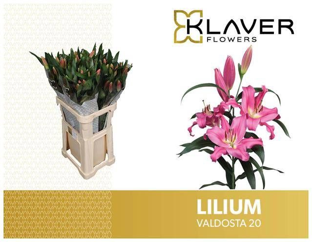 <h4>Li Or Valdosta 2+ Klaver Lily</h4>