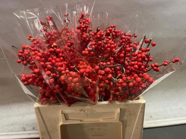 <h4>ILEX VE RODE BES</h4>