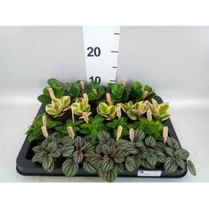 Peperomia   ...mix