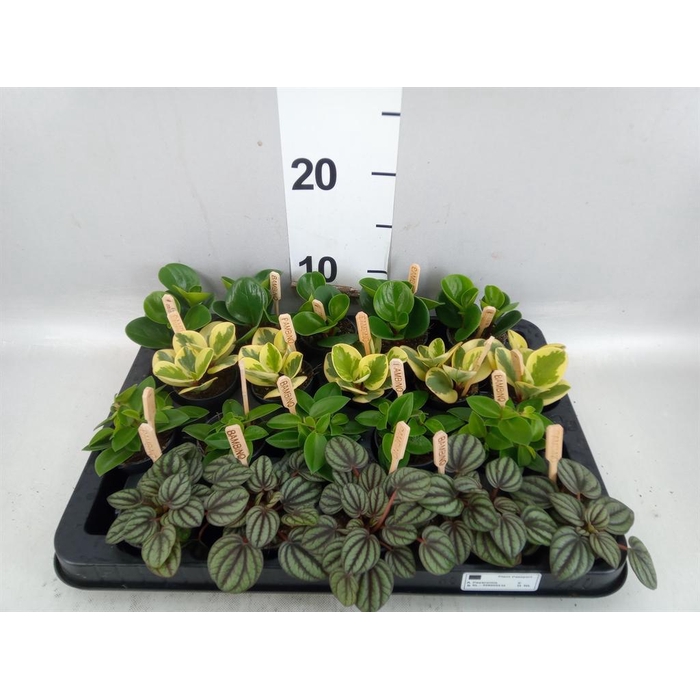 <h4>Peperomia ...mix</h4>