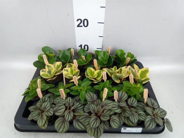 Peperomia   ...mix