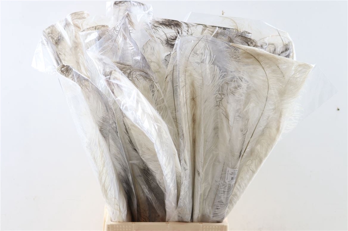 <h4>Feather Ostrich Feathers 55cm 5 Pcs Nat White</h4>