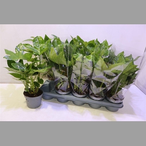 Fatsia Ov