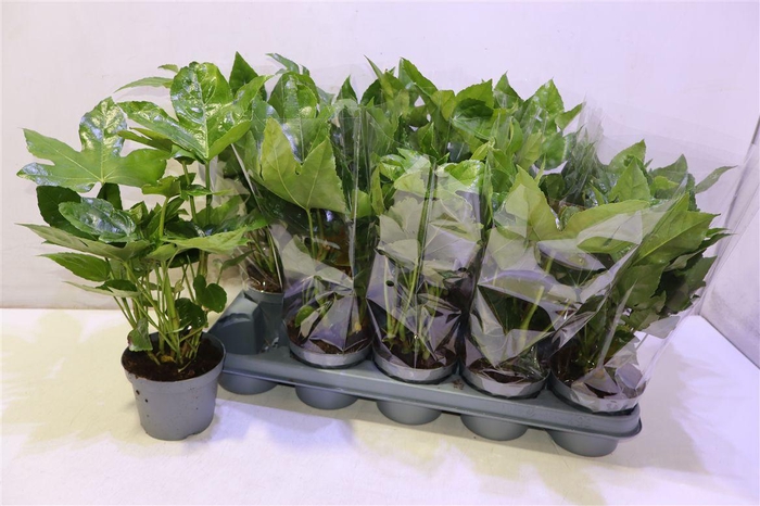 <h4>Fatsia Ov</h4>