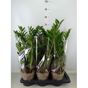 Zamioculcas zamiifolia