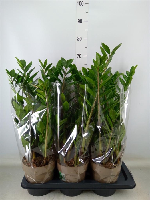 <h4>Zamioculcas zamiifolia</h4>