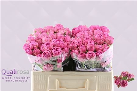 <h4>R Tr Misty Bubbles Qualirosa</h4>