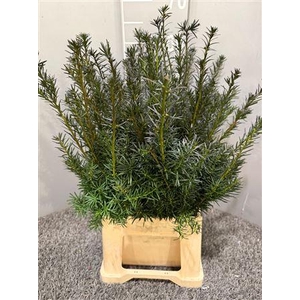 Co Taxus Media Anthracite