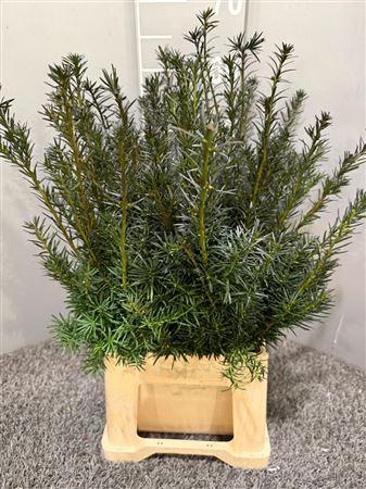<h4>Co Taxus Media Anthracite</h4>