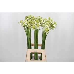 Ornithogalum Saundersiae