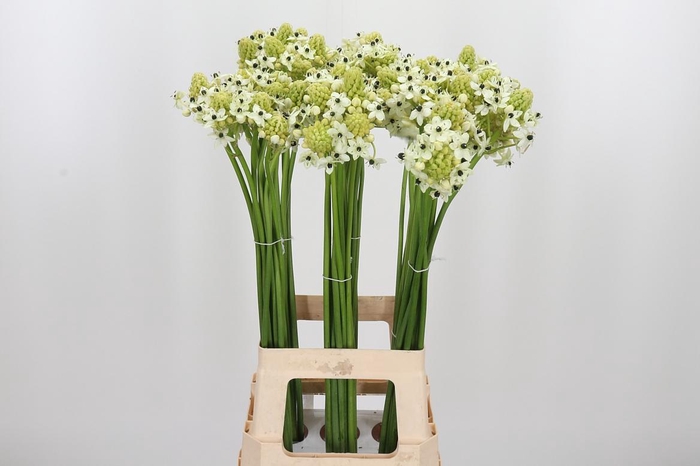 <h4>Ornithogalum Saundersiae</h4>