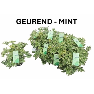 Pelargonium hybrid fragrant Mint 12Ø 20cm