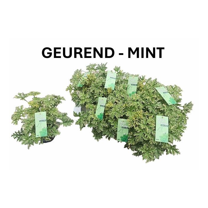 <h4>Pelargonium hybrid fragrant Mint 12Ø 20cm</h4>