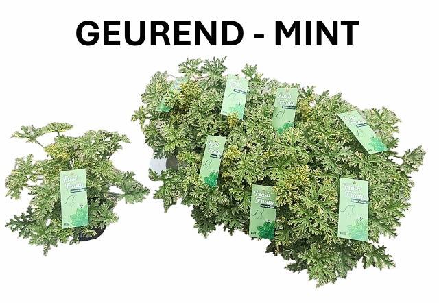 Pelargonium hybrid fragrant mix 12Ø 20cm