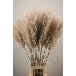 Dried Cortaderia Per Stem Extra
