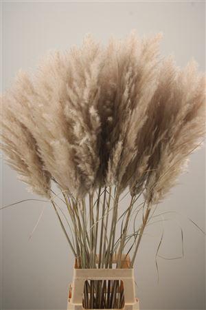 <h4>Dried Cortaderia Per Stem Extra</h4>