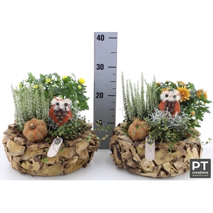 ARR TUINPLANTEN