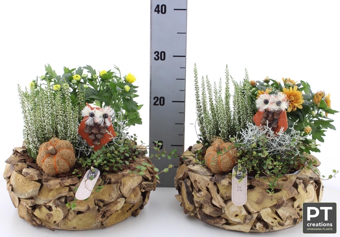 <h4>ARR TUINPLANTEN</h4>
