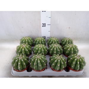 Cactus   ...
