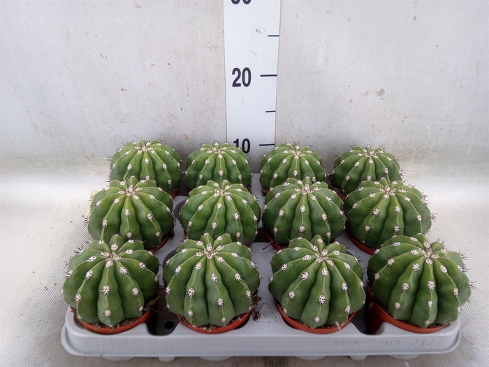 <h4>Cactus   ...</h4>