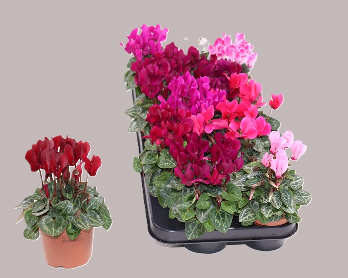 <h4>CYCL KL SUP CARINO</h4>