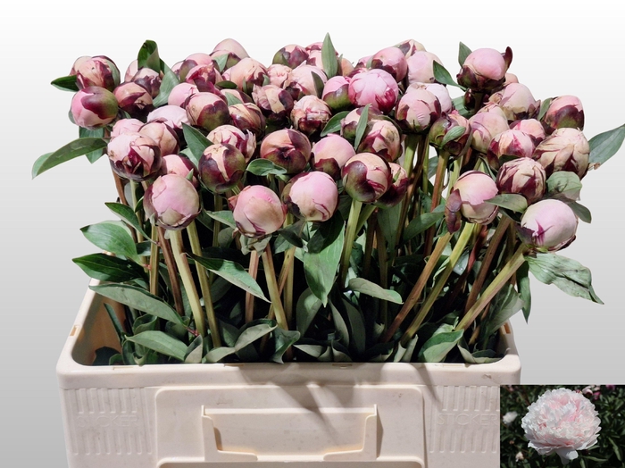 <h4>PAEO L REINE HORTENS</h4>