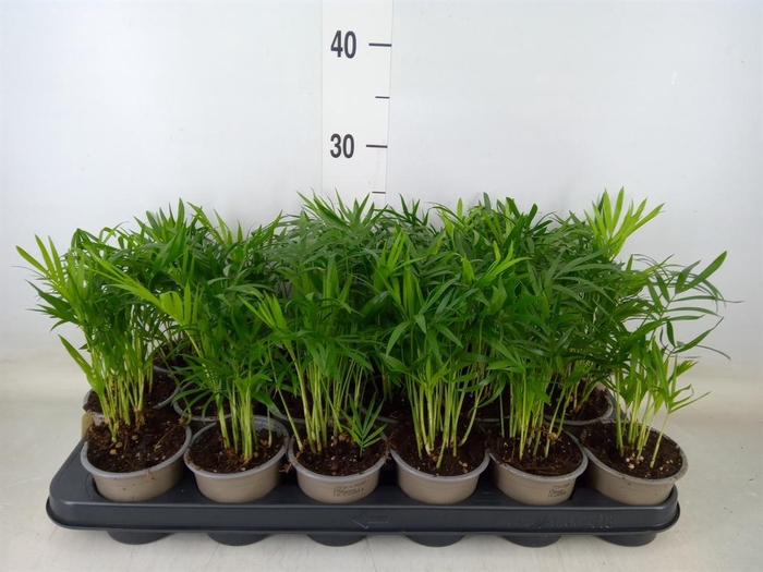 <h4>Chamaedorea elegans</h4>