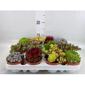 Rotsplanten   ...mix   [Rock plant]