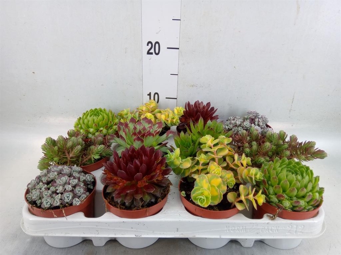 <h4>Rotsplanten   ...mix   [Rock plant]</h4>