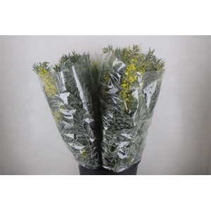 Mimosa Luna D'argento P Bunch