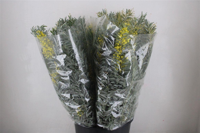 <h4>Mimosa Luna D'argento P Bunch</h4>