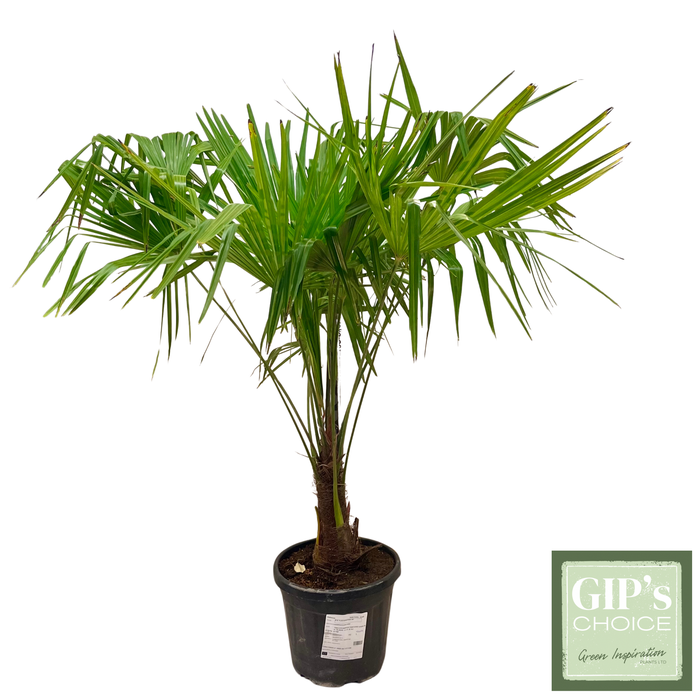 <h4>Trachycarpus fortunei Bush P30</h4>