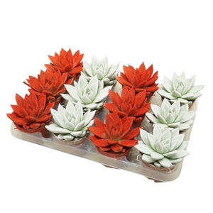 Echeveria gespoten Kerstmix 8,5 cm Snowy