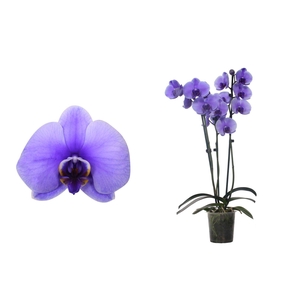 Phal I Am Purple 3T18+ (24u levertijd)