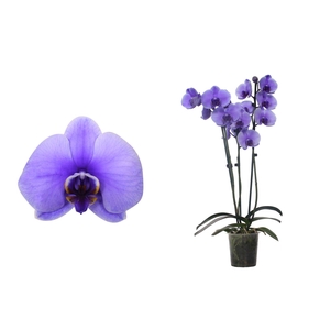 Phal I Am Purple 3T18+ (24u levertijd)