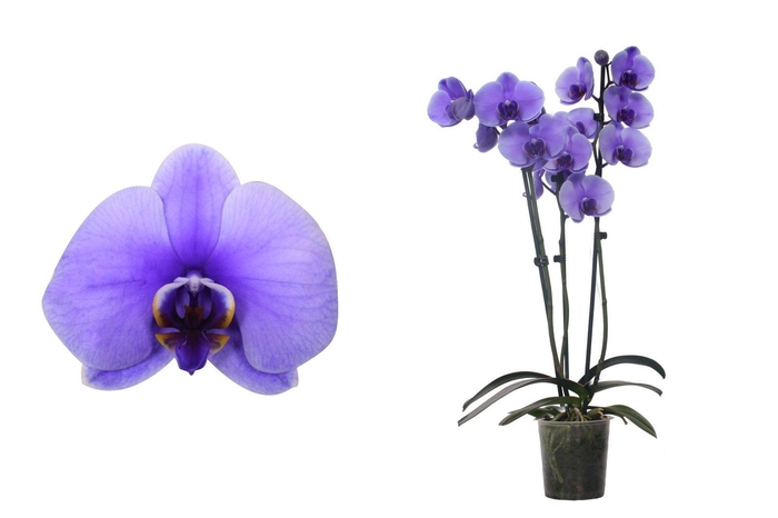 <h4>Phal I Am Purple 3T18+ (24u levertijd)</h4>