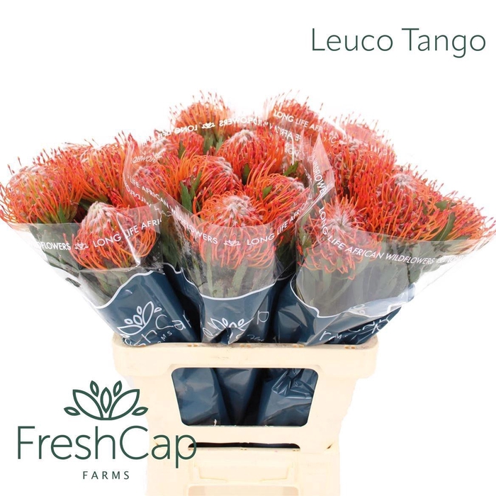<h4>LEUCO CO TANGO</h4>