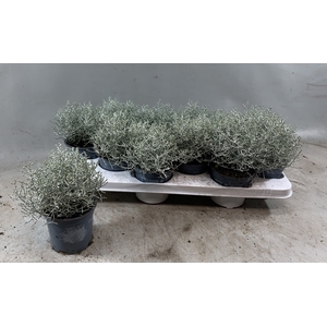 LEUCOPH BROWNII