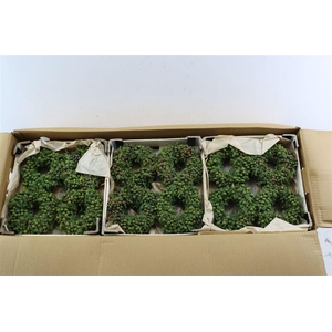 Wr Sierfruit Juniperus Green 12cm