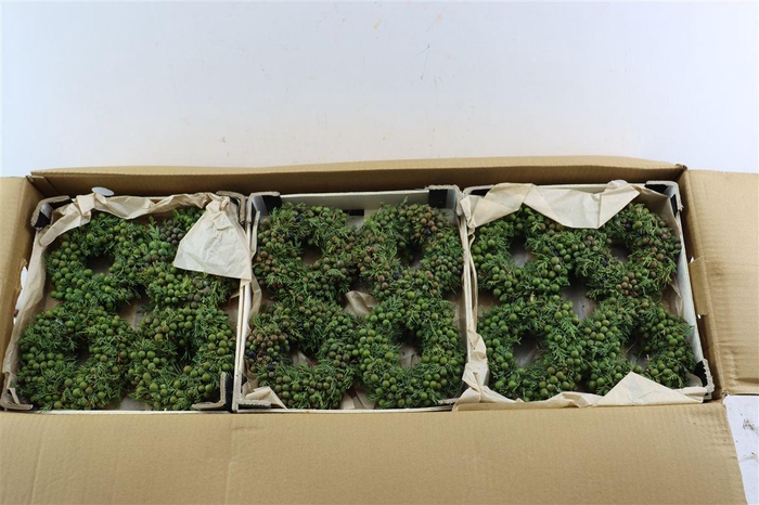 <h4>Wr Sierfruit Juniperus Green 12cm</h4>