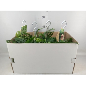 Monstera obliqua 'Leichtlinii'