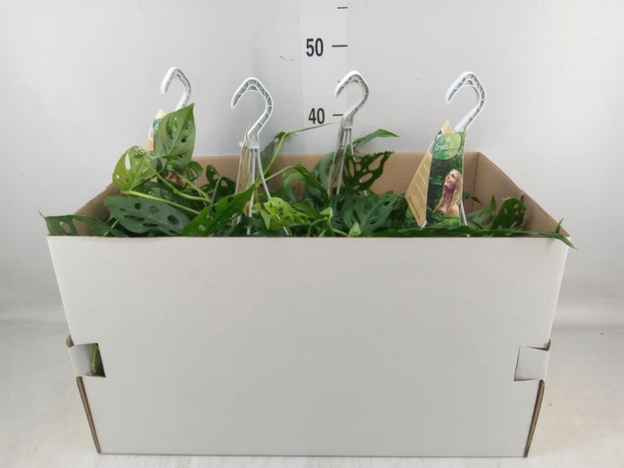 <h4>Monstera obliqua 'Leichtlinii'</h4>