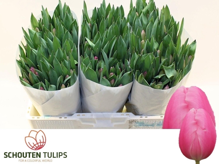 <h4>TU EN JUMBO PINK</h4>