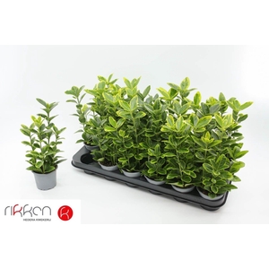 EUONYMUS JA AUREOMAR