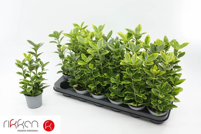 <h4>EUONYMUS JA AUREOMAR</h4>
