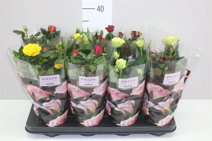 Rosa Patio Gemengd A2