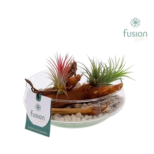 Green Bottle Iris Small met Tillandsia Air Plants