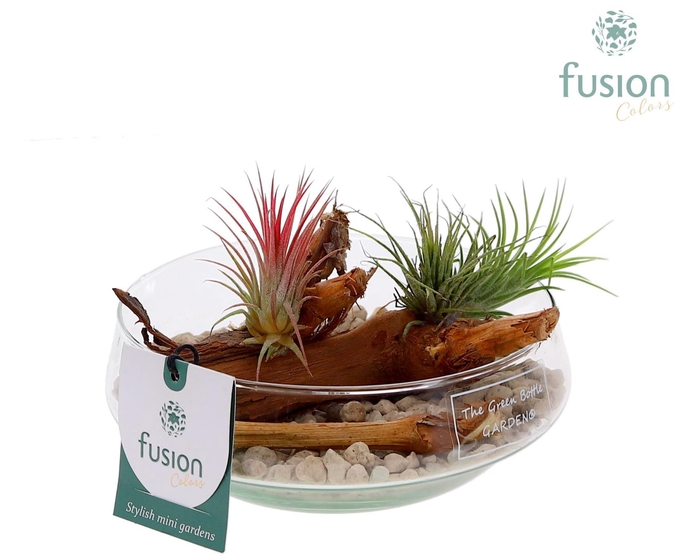 <h4>Green Bottle Iris Small met Tillandsia Air Plants</h4>